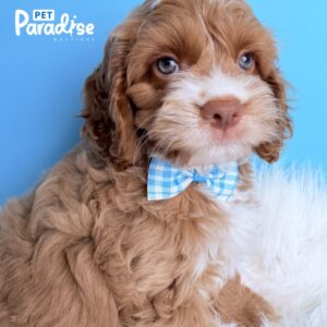 Cava Poo, Rocky 2
