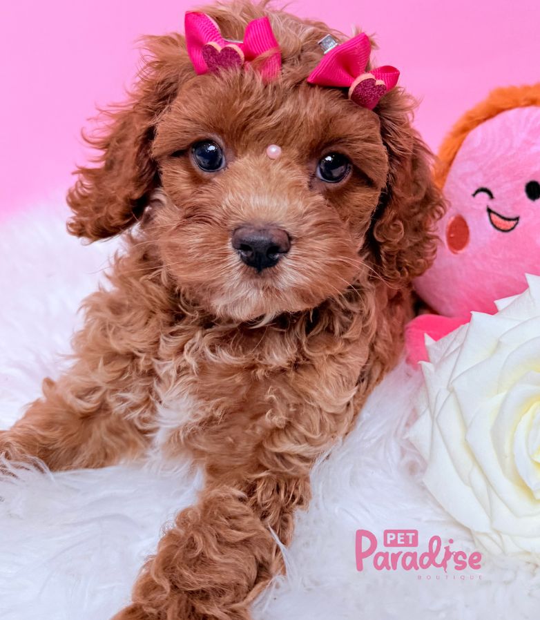 Cava Poo, Rosy 2