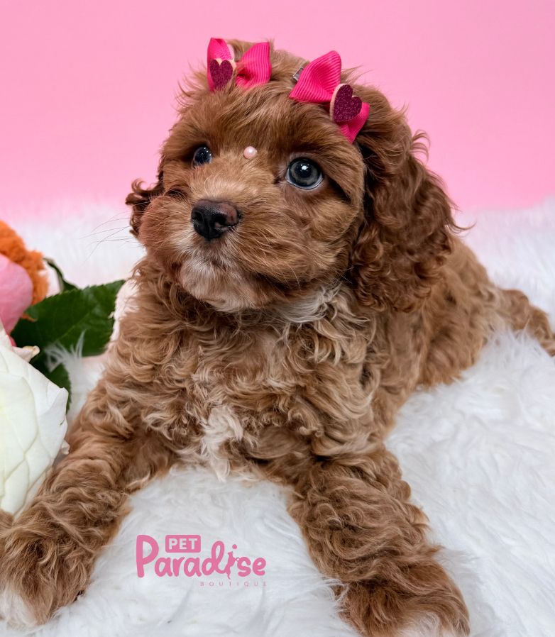 Cava Poo, Rosy 3
