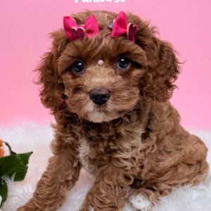 Cava Poo, Rosy