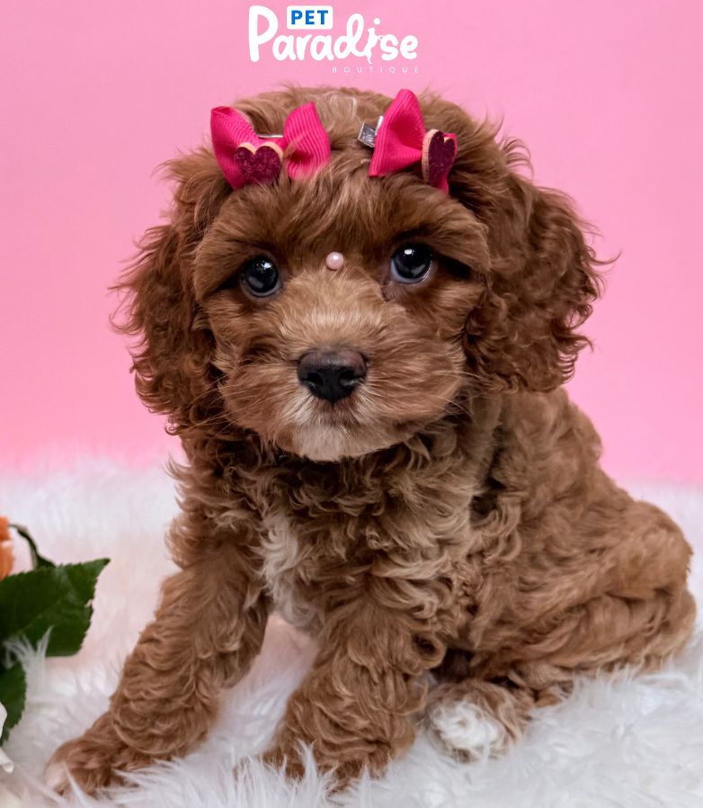 Cava Poo, Rosy