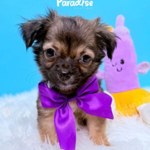 Chihuahua, Aladín
