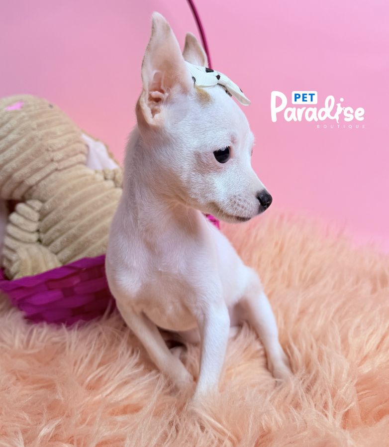 Chihuahua, Blanca Nieves 1