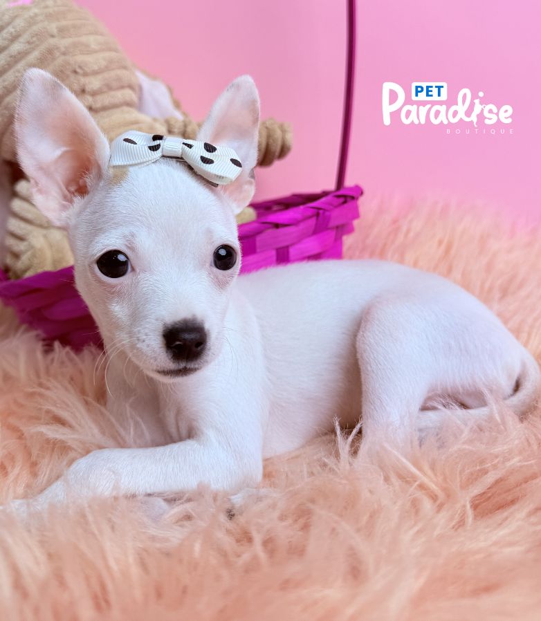 Chihuahua, Blanca Nieves 2