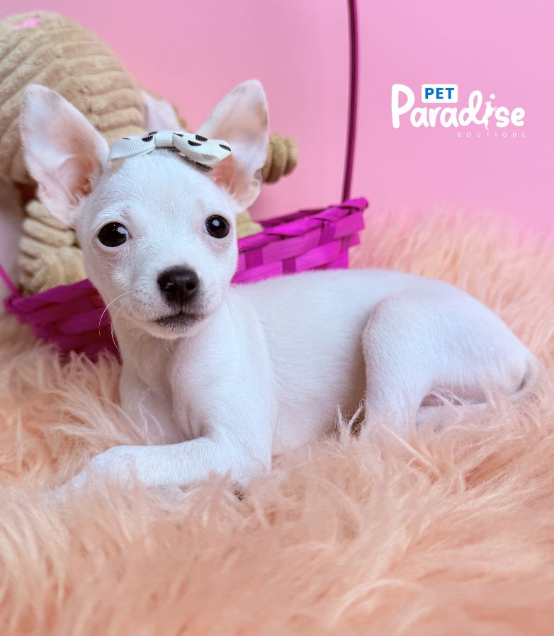 Chihuahua, Blanca Nieves 3