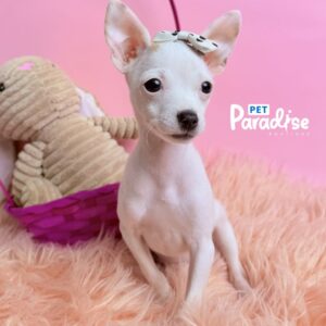 Chihuahua, Blanca Nieves