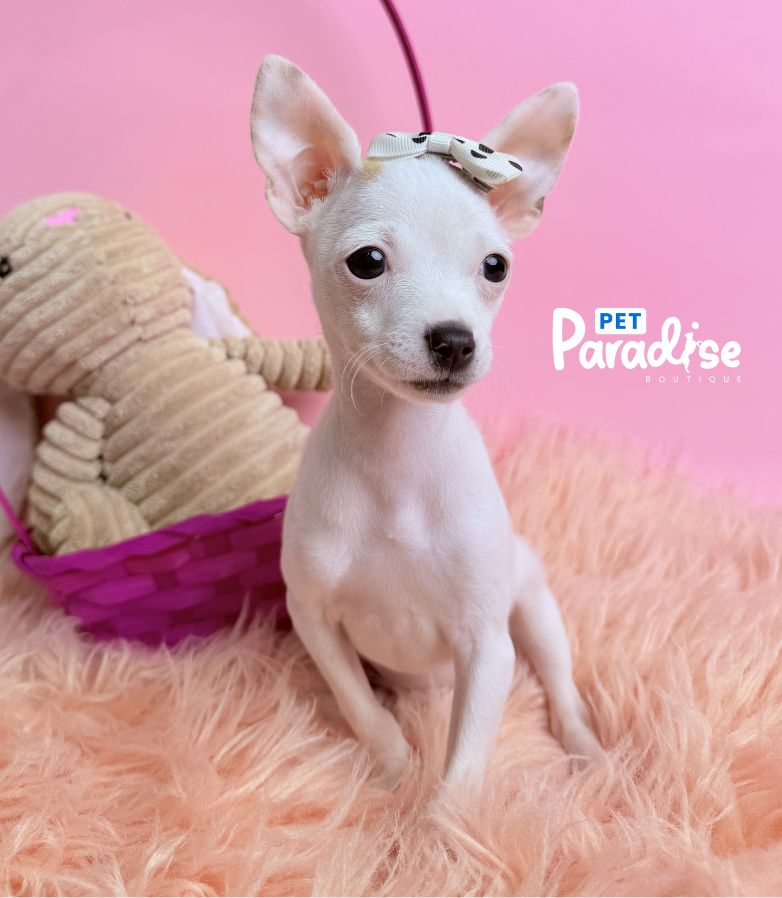 Chihuahua, Blanca Nieves