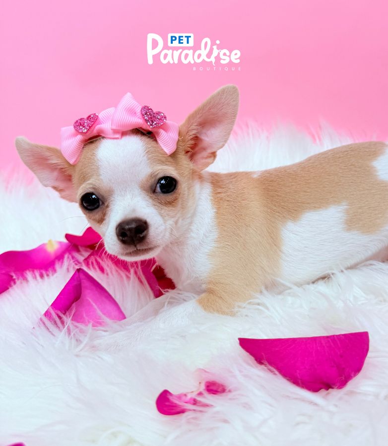 Chihuahua, Mila 1