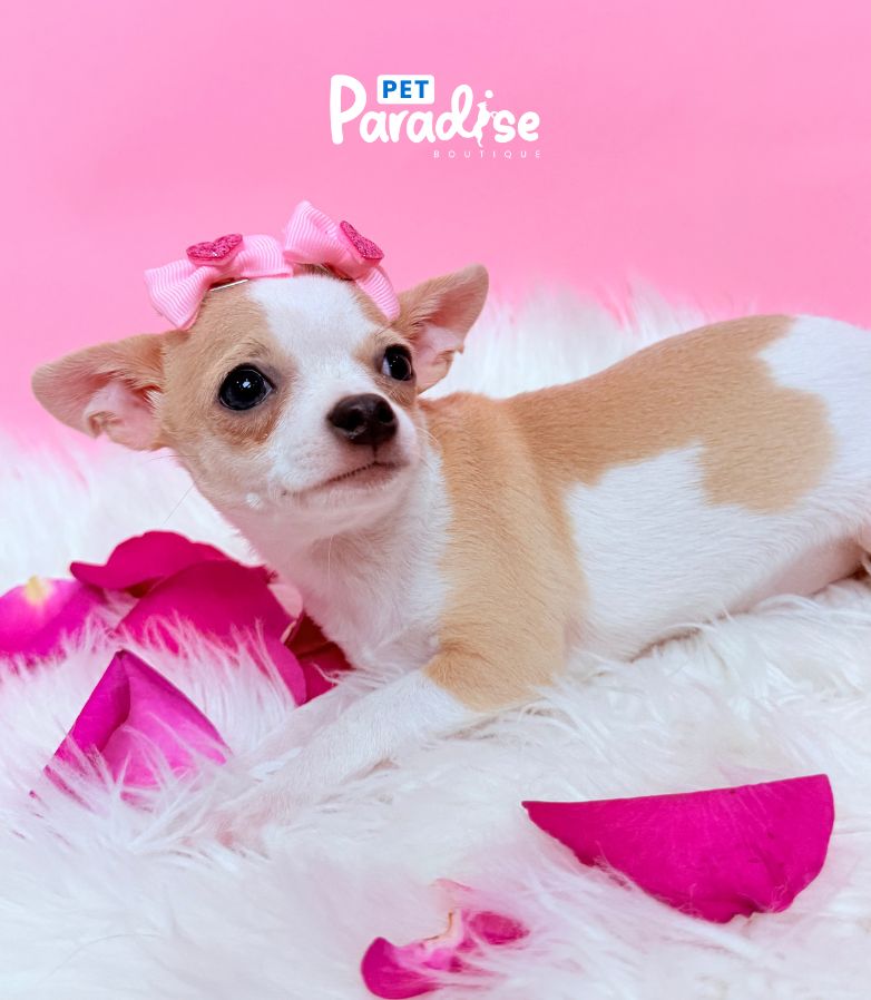 Chihuahua, Mila 2