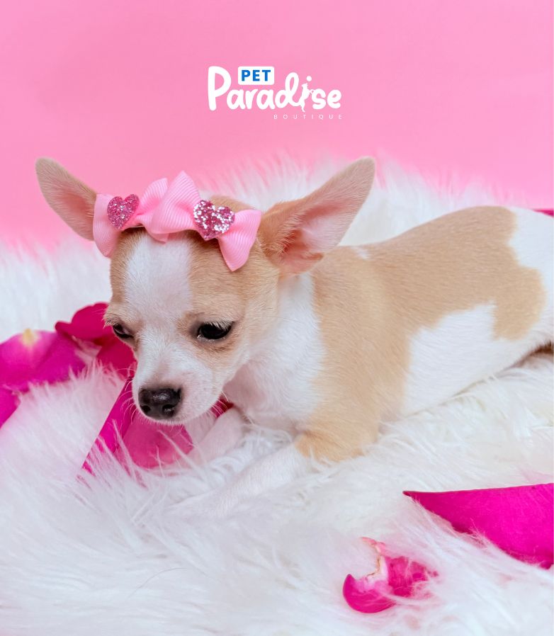 Chihuahua, Mila 3