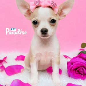 Chihuahua, Mila