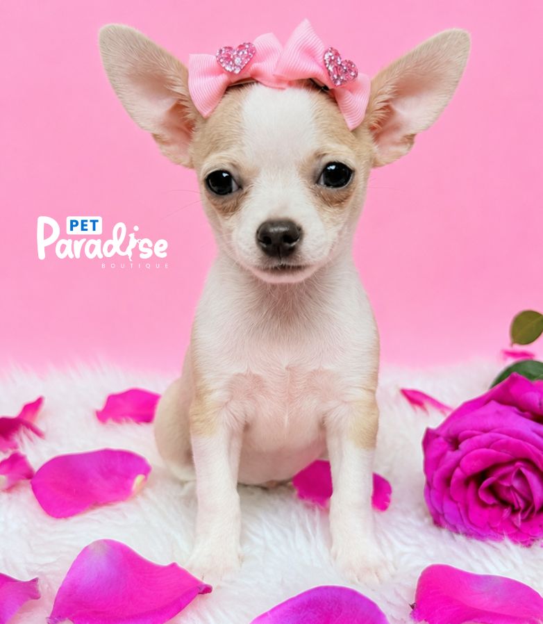 Chihuahua, Mila