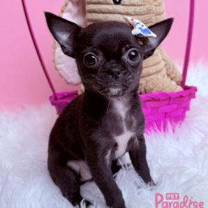 Chihuahua, Mulan