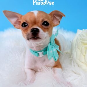 Chihuahua, Toby 3