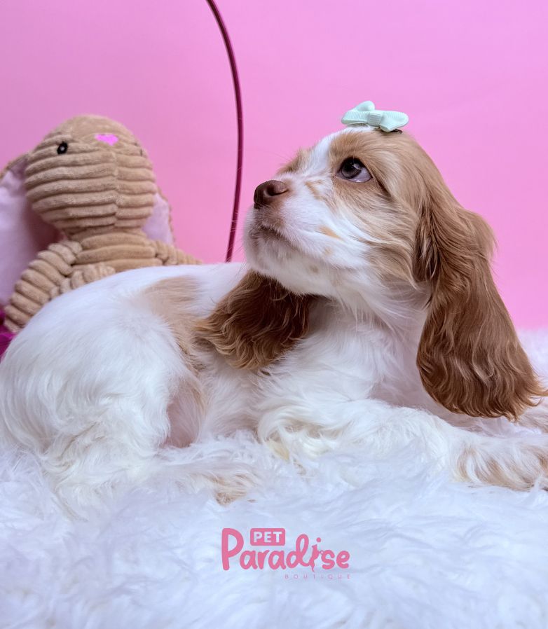 Coocker Spaniel, Barbie 1