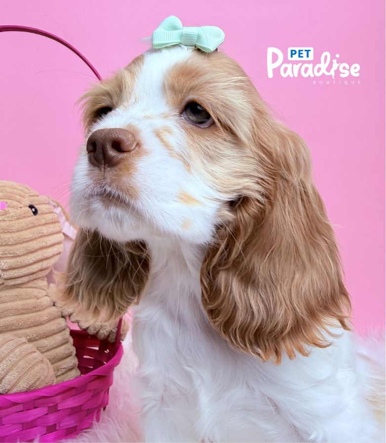 Coocker Spaniel, Barbie 2