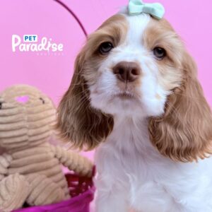 Coocker Spaniel, Barbie