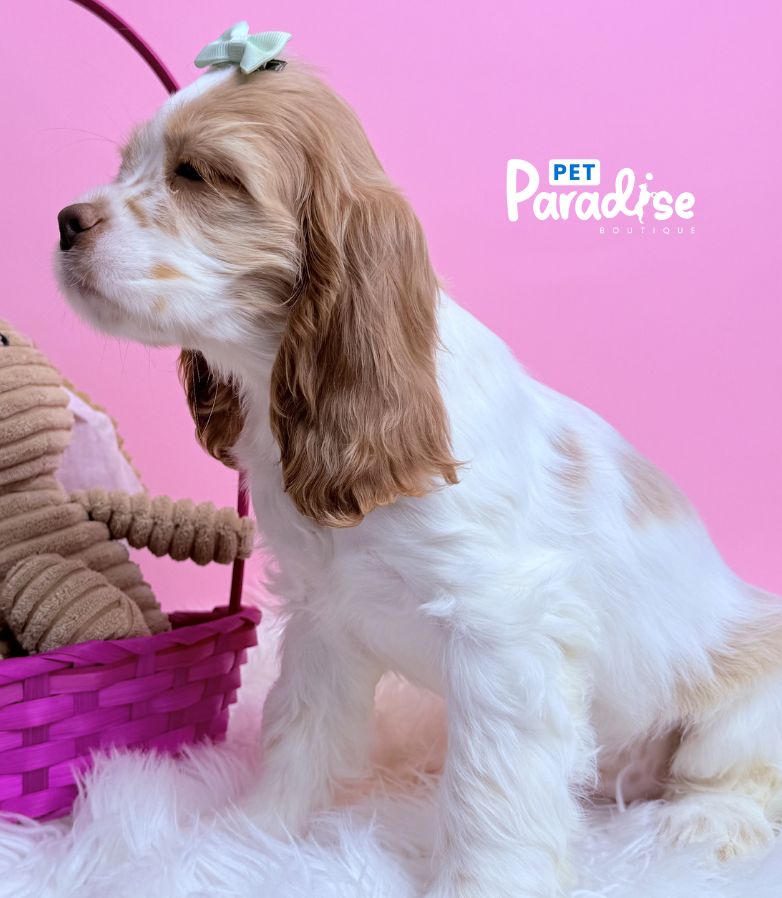 Coocker Spaniel, Barbie 4