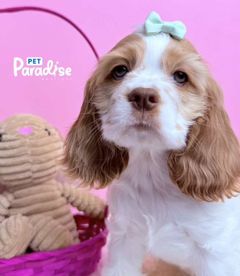 Coocker Spaniel, Barbie