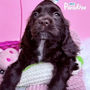 Coocker Spaniel, Raquel 1
