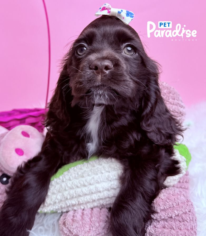 Coocker Spaniel, Raquel 1