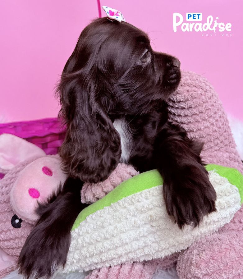 Coocker Spaniel, Raquel 2