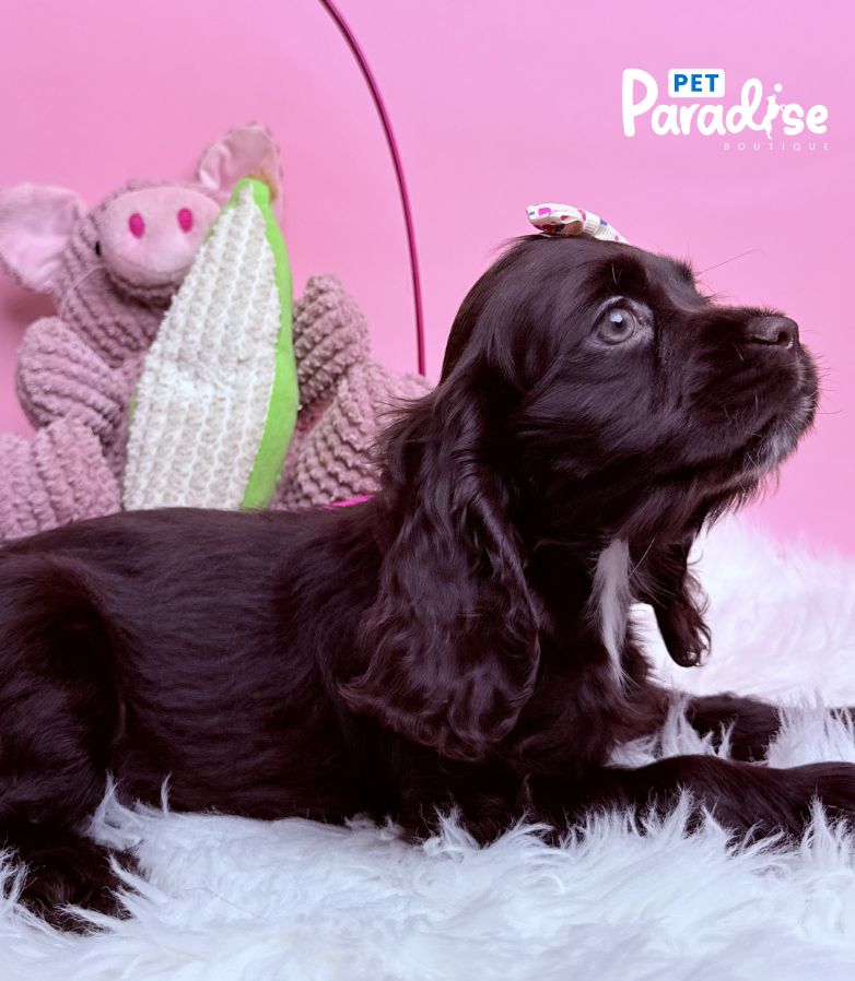 Coocker Spaniel, Raquel 3