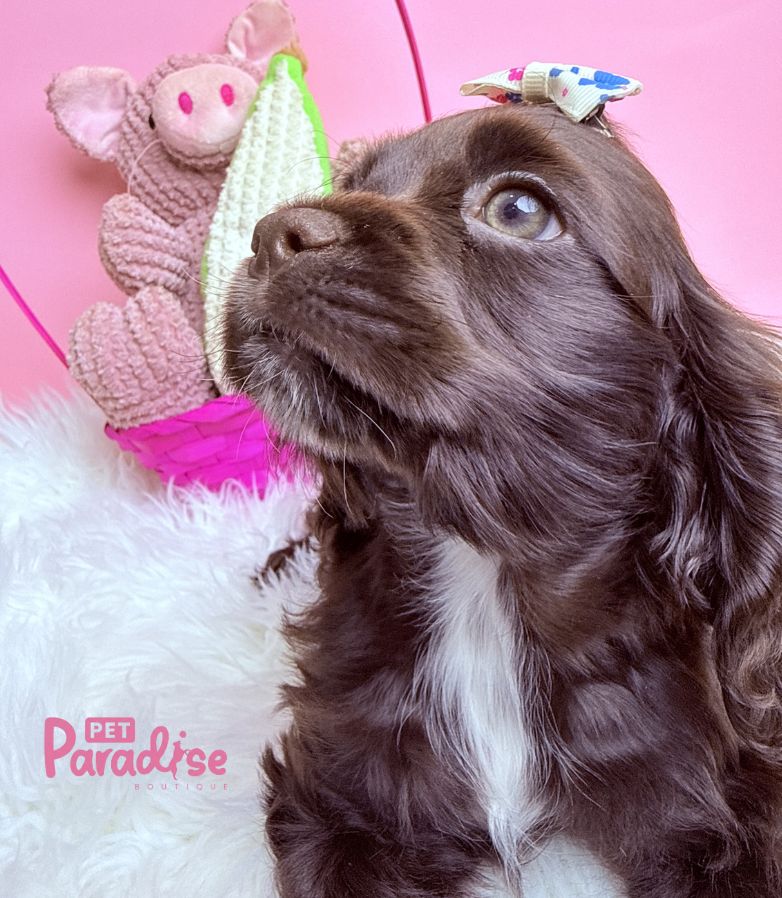 Coocker Spaniel, Raquel