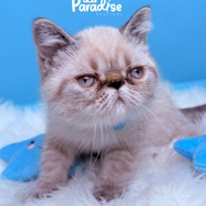 Exotic Shorthair, Garfield 3