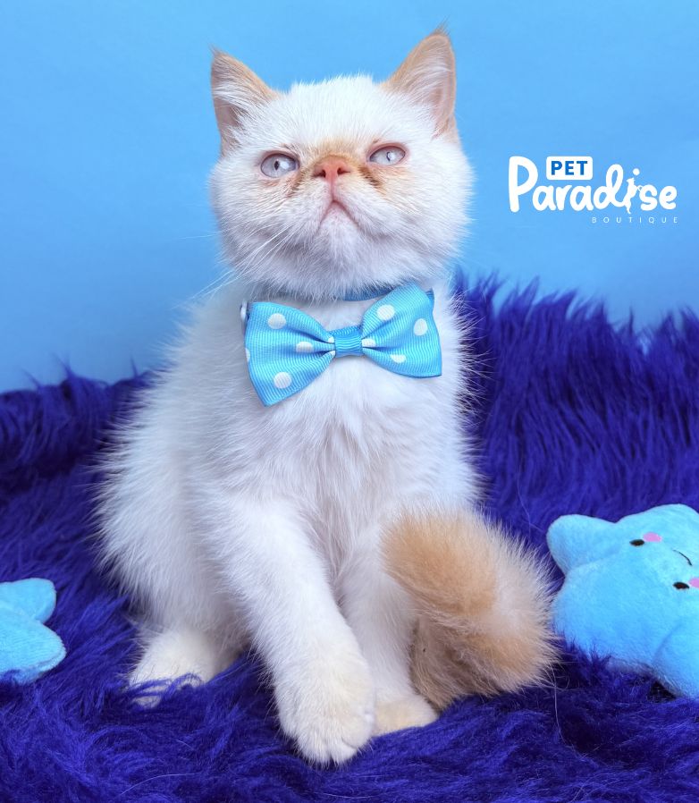Exotic Shorthair, Toto 1