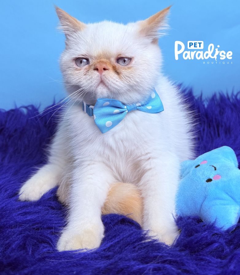 Exotic Shorthair, Toto 2