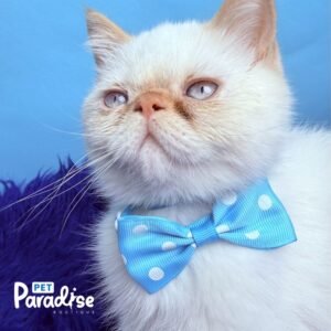 Exotic Shorthair, Toto 3