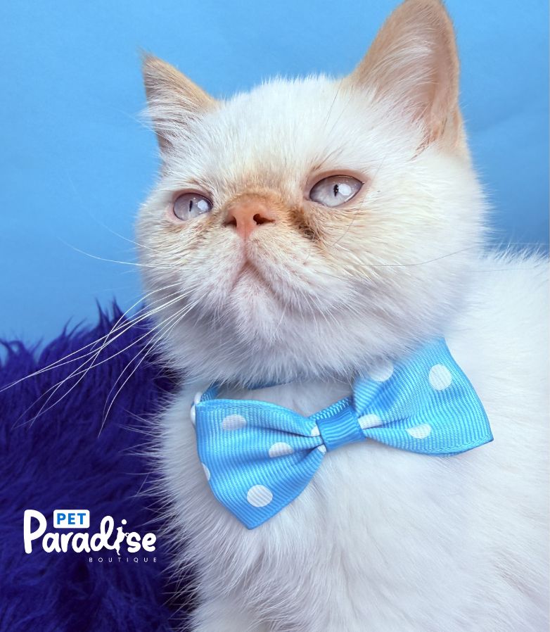 Exotic Shorthair, Toto 3
