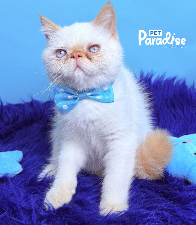 Exotic Shorthair, Toto