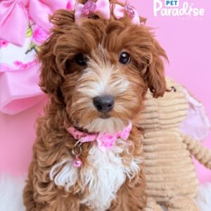Goldendoodle, Coca 2
