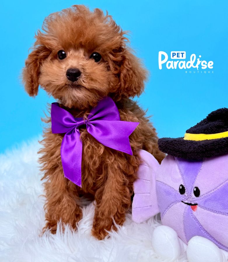 Poodle, Apolo 1