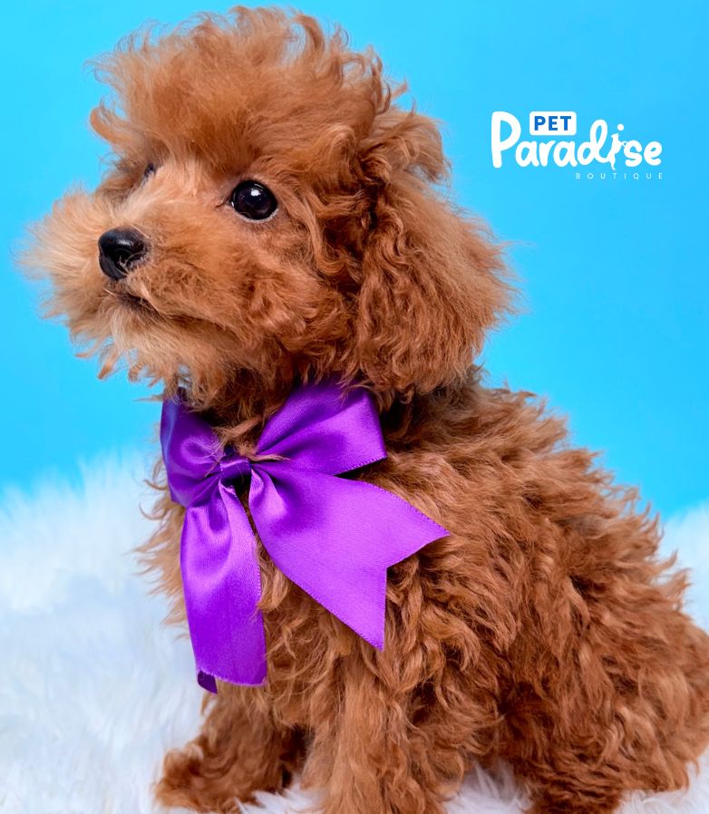 Poodle, Apolo 2