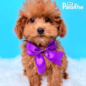 Poodle, Apolo 3