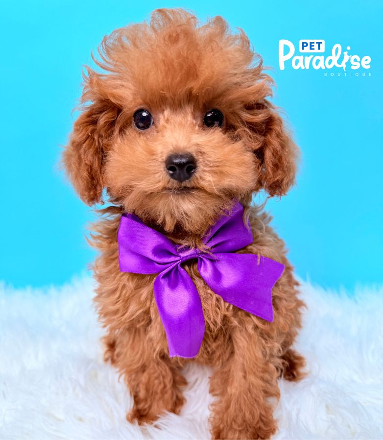 Poodle, Apolo 3
