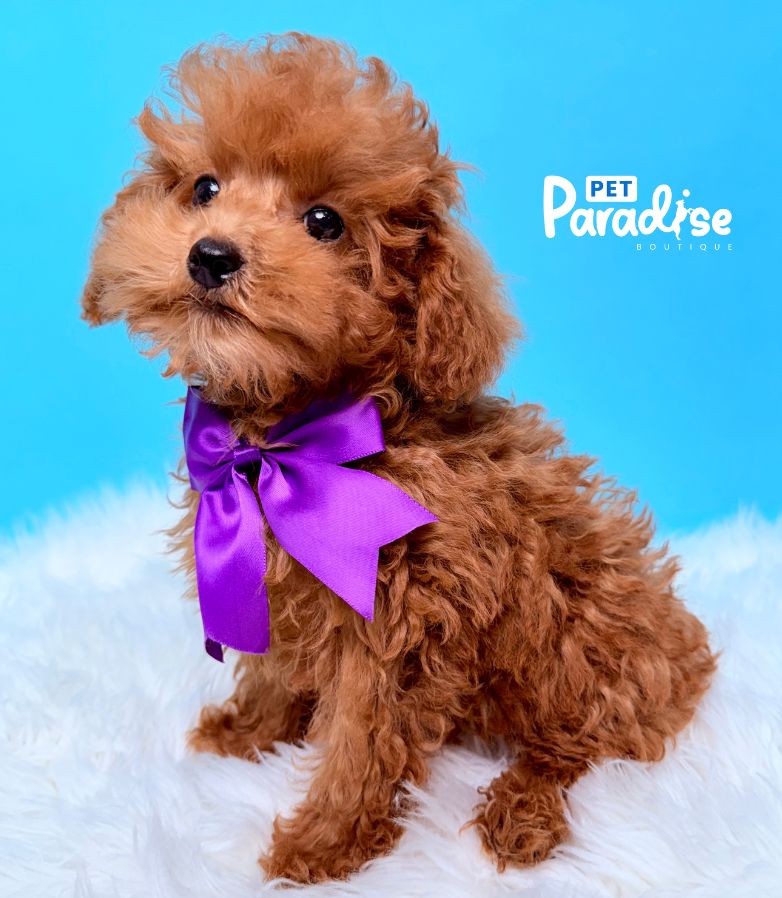 Poodle, Apolo
