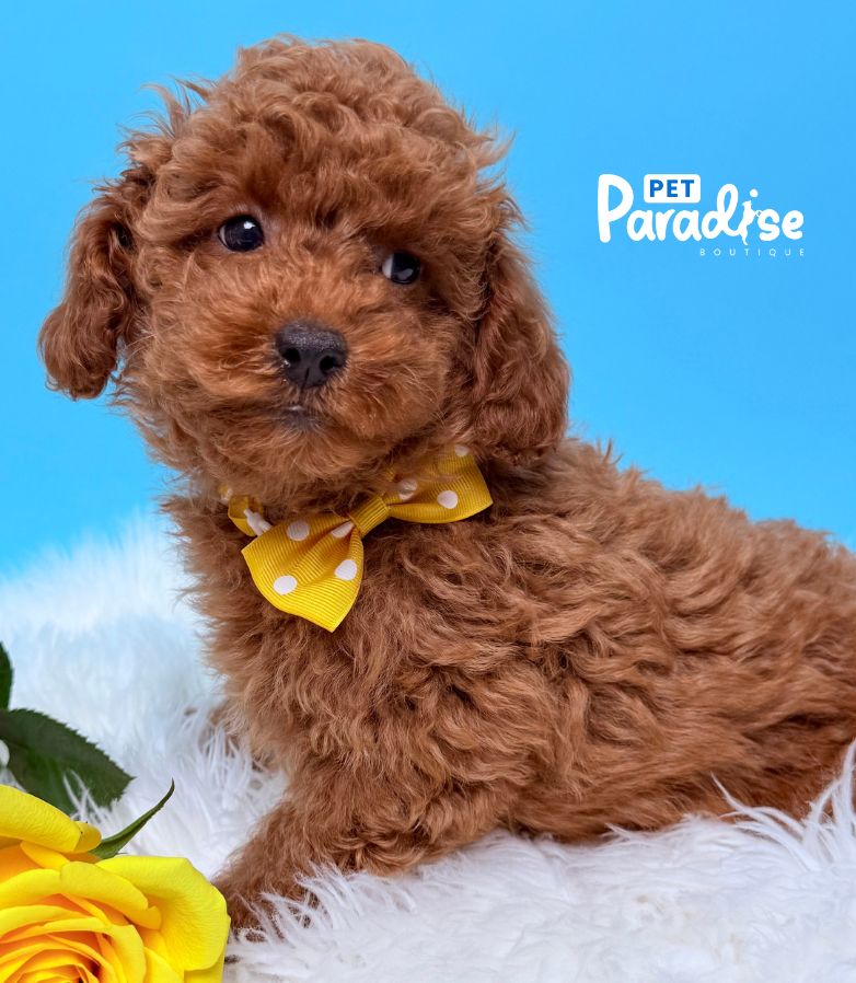 Poodle, Ares 1
