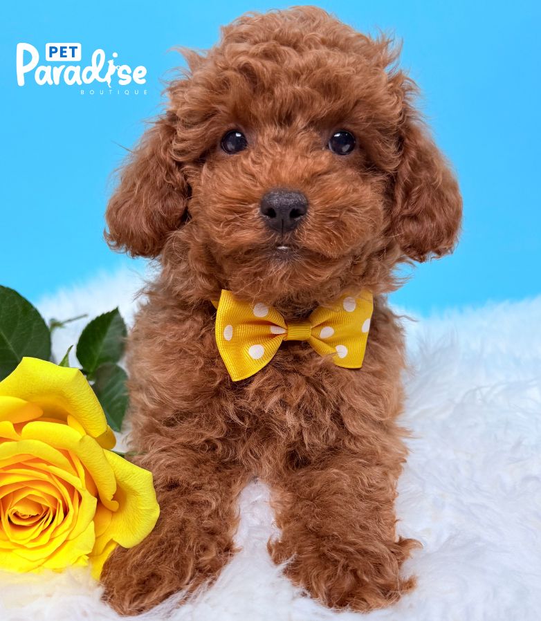 Poodle, Ares 2