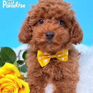 Poodle, Ares 3