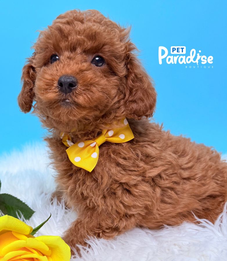 Poodle, Ares