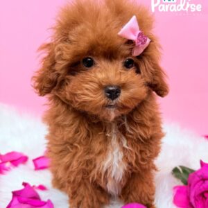 Poodle, Chanel