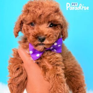 Poodle, Nico