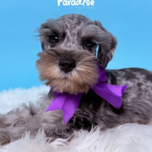 Schnauzer, Polo
