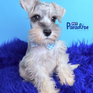 Schnauzer, Pony 2