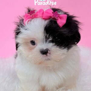 Shih Tzu, Dana 1