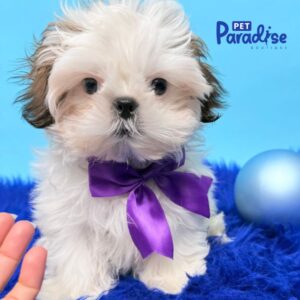 Shih Tzu, Darien 04